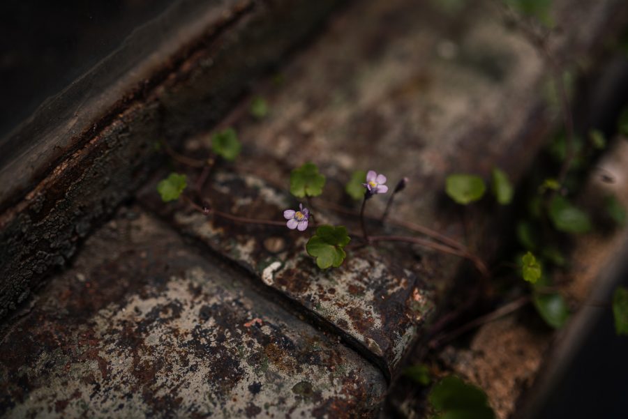 Sesiune Foto Evelina si Bogdan Jugravu Florin Fotograf profesionist de nunta 50