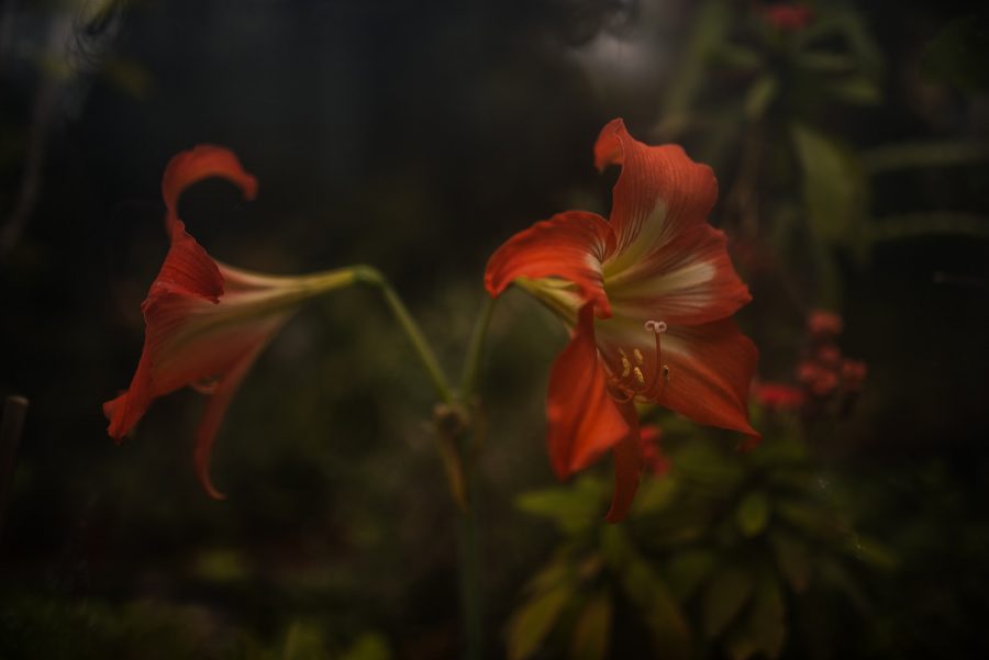 Sesiune Foto Evelina si Bogdan Jugravu Florin Fotograf profesionist de nunta 54