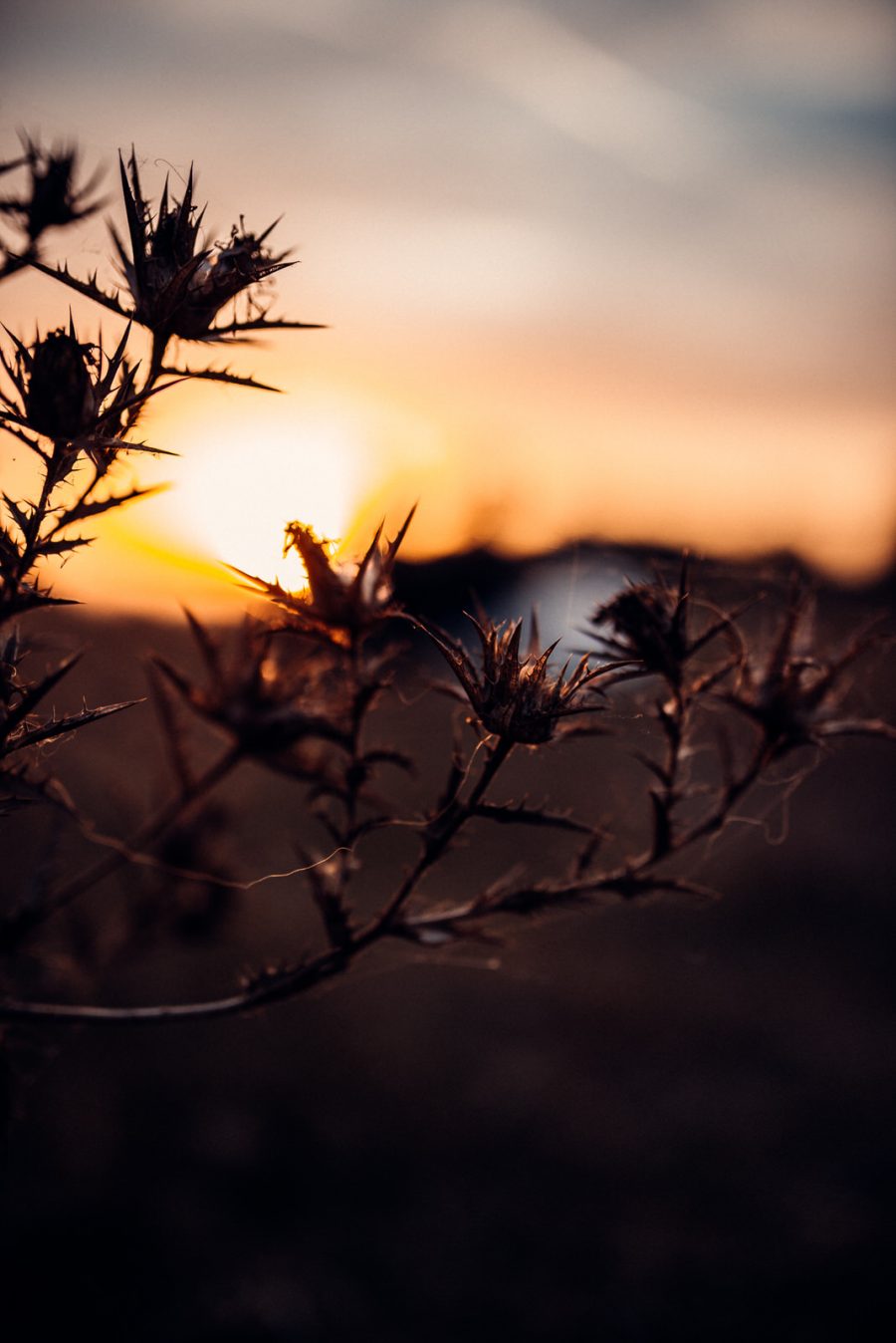 Sedinta Foto Cernica Bucuresti – Jugravu Florin Fotograf profesionist de nunta 37