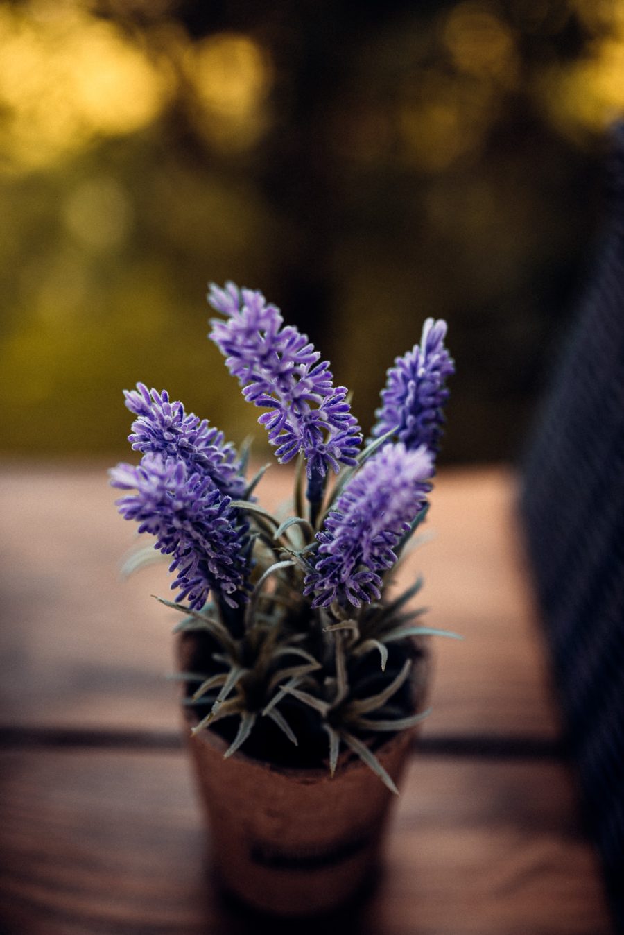 Alexandra&Adrian – Nunta-104