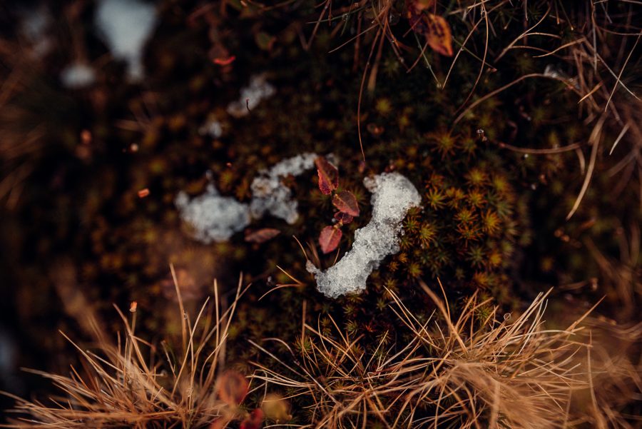 sedinta foto transbucegi-30