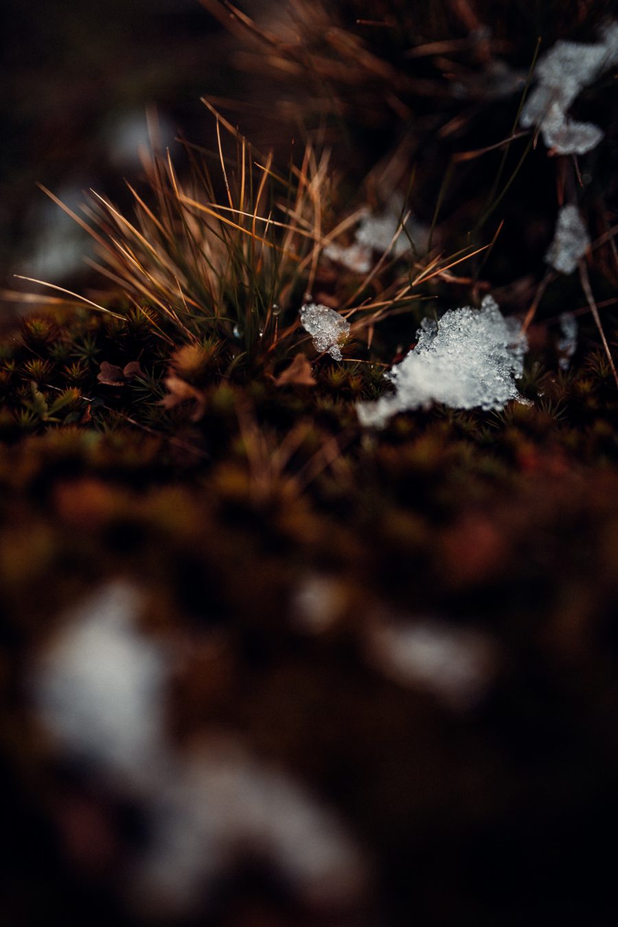 sedinta foto transbucegi-31