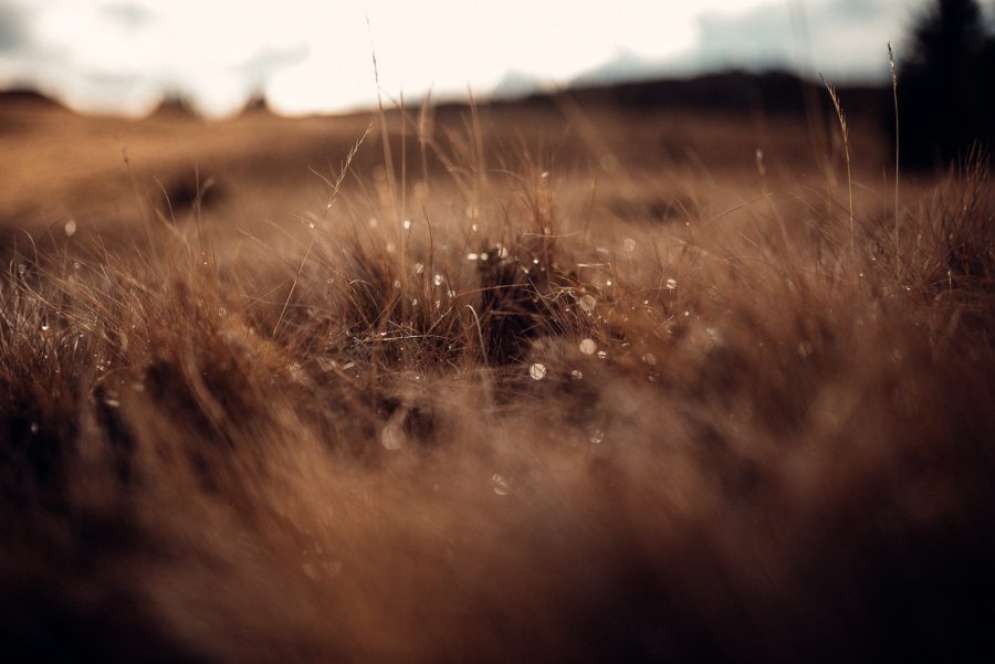 sedinta foto transbucegi-53