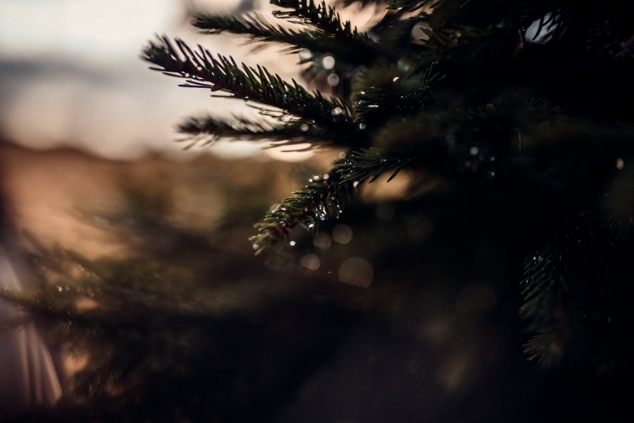 sedinta foto transbucegi-54